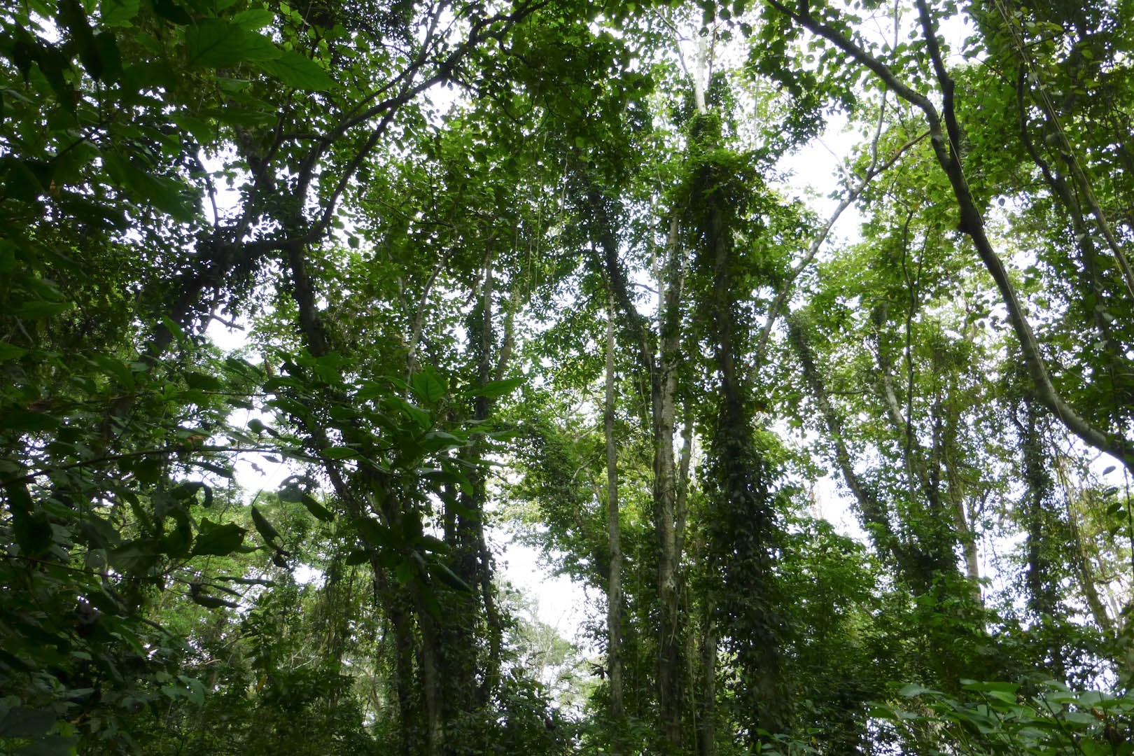 Semuliki vegetation, Semuliki National Park in Uganda