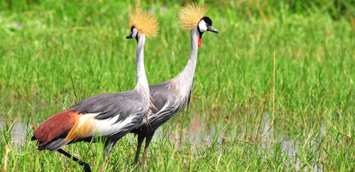 Top Birding Destinations in Uganda - Inside Semuliki National Park